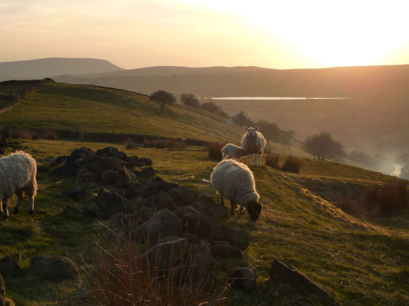 Sheep and Pendle Sunset